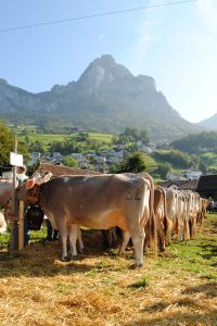 Prchtige Abteilungen in Schwyz